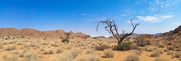 Où trouver les meilleures expériences de safari en Namibie ?